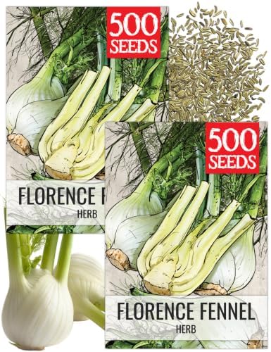 Seed Needs Florence Fennel Seeds to Plant an Herb Garden - 2 Packs by SeedNeeds