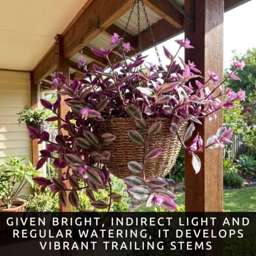 Purple Heart Tradescantia Live Plant, Indoor Wandering Jew, 5 Cuttings - Image 2