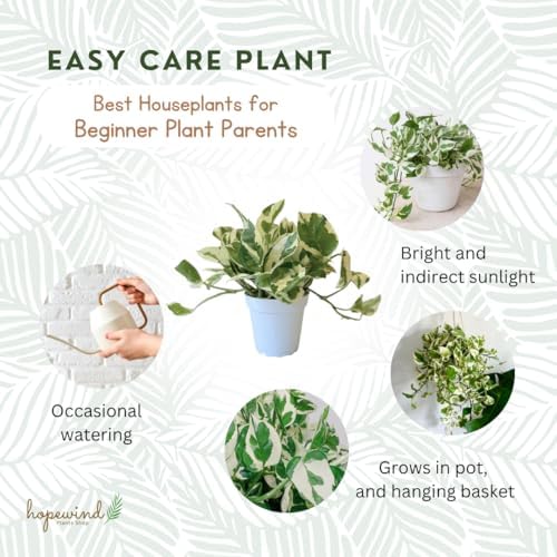 Pothos N’Joy Live Indoor Plant, 4 inch Pot, Variegated White and Green Leaves - Easy to Care for - Perfect for Indoor and Outdoor Home Decor, Office, and Gift- Pot Included - Image 4