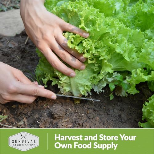 Black Seeded Simpson Lettuce Seeds – Survival Garden Seeds (2 Packs) - Image 5