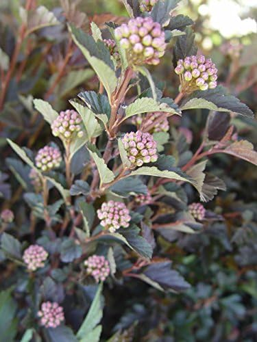 Proven Winners - Physocarpus op. Tiny Wine (Ninebark) Shrub, dark foliage/ dwarf , #3 - Size Container - Image 3