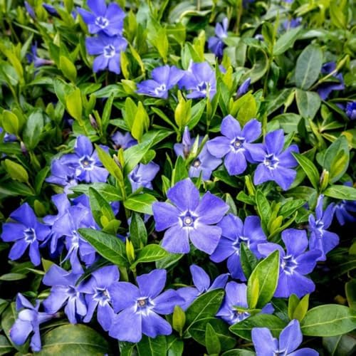 60 Purple Vinca Periwinkle Live Plants, Flowering Plant by AKTRD