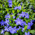 60 Purple Vinca Periwinkle Live Plants, Flowering Plant by AKTRD
