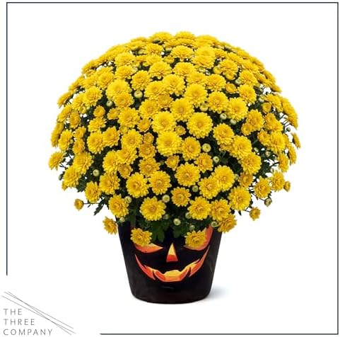 Chrysanthemum (Jack O' Lantern Deco Pot), Yellow Blooms, Live Fall Flowering Perennial, 15" Tall by 12" Wide in 3 Qt Pot - Image 4
