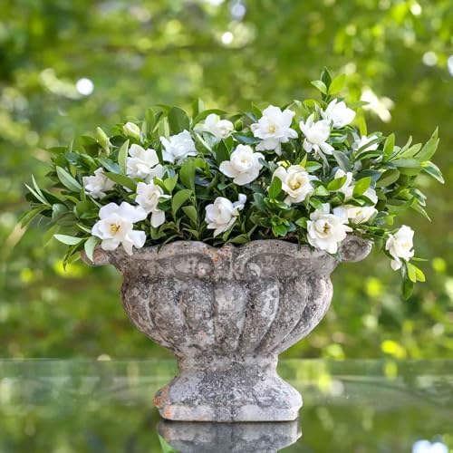 Perfect Plants Jubilation Gardenia Live Plant, 1 Gallon - Image 4