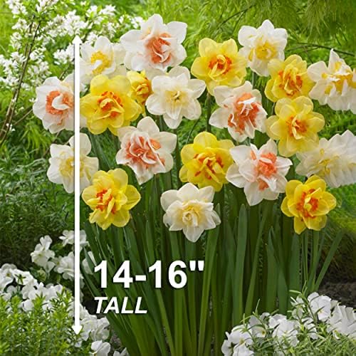 Garden State Bulb Double Mixed Daffodil Flower Bulbs, 14/16cm (Bag of 50) - Image 3