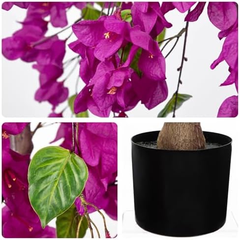 Briful Artificial Bougainvillea Flower Tree in Black Pot - 59in Tall Faux Silk Bougainvillea Floral Tree with Realistic Trunk Fake Bougainvillea Plant for Home Office Living Outdoor Porch Décor - Image 3