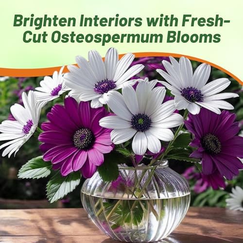 Outsidepride Akila Mix Osteospermum African Daisy Seeds - 20 Pcs. Perennial Flower Seeds for Planting Outdoors with Long-Lasting Blooms, Drought-Tolerant, Easy to Grow for Sunny Gardens & Borders - Image 6