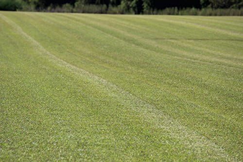 Centipede Grass Seed 5 Pound - Image 6