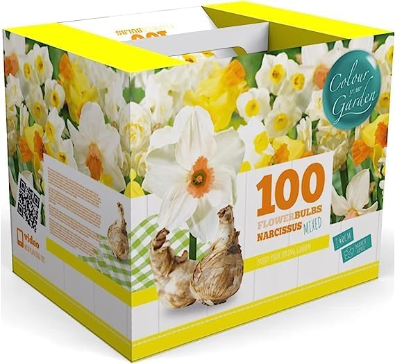 100 Narcissus Daffodil Mix Flower Bulb Box with Easy Carry Handle - White & Yellow Colors - Weeks of Easy to Grow Flowers - Plant in Gardens, Containers & Flowerbeds - Planting Instructions Included by WillardMay