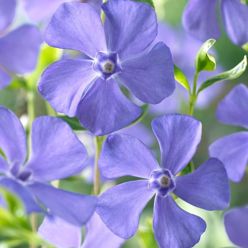Pack of 2 Blue Vinca Plants for Ground Cover Plants, Creeping Myrtle Periwinkle Vinca Vine Flowering Plant 6-12" Tall 4" Pot - Image 5