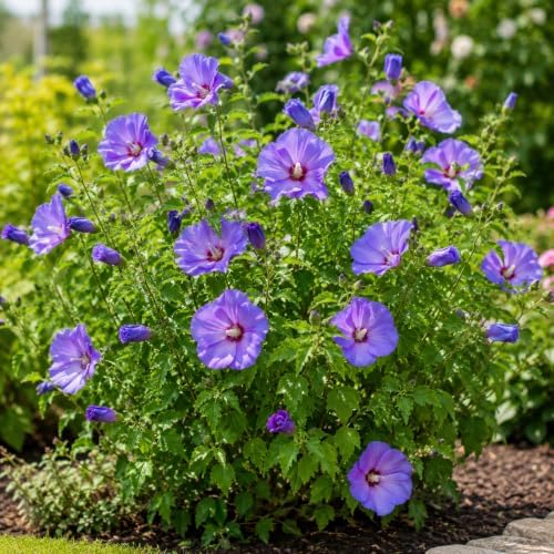 Blue Hibiscus Plant Live, Rose Hibiscus Flower Plant, Blue Purple Flowering Tropical Shrub, 4-8 Inch Tall, No Pot, No Ship TX - Image 6