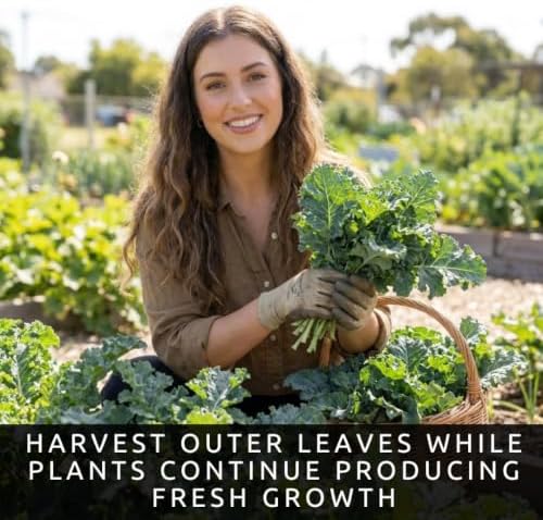 Dwarf Blue Kale Seeds for Planting | Cold Hardy Leafy Green | 100 Seeds - Image 2