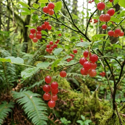 Huckleberry Tree Live Plant, Outdoor Garden Berry Bush, 6-10 Inch Tall - Image 4