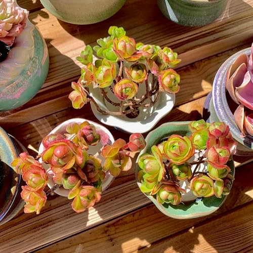 Aeonium saundersii Pinheads Rare Live Succulent Plants, Pink Cluster 3.5" Live Plant, Package Without Pot Soil, Garden Indoor Office Desk Wedding Party Baby Shower Decoration, Friend Plant Lovers Gift - Image 5