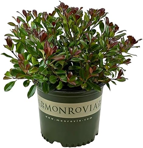 Monrovia Snowcap Indian Hawthorn, Live Evergreen Flowering Shrub, 3 Gallon by BloomingBeautiful