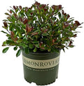 Monrovia Snowcap Indian Hawthorn, Live Evergreen Flowering Shrub, 3 Gallon by BloomingBeautiful