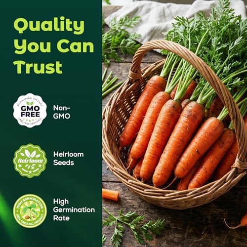 3000 Scarlet Nantes Carrot Seeds for Planting - Heirloom Variety, Fast Growing Vegetable Seeds for for Home Garden & Container Planting - Image 2