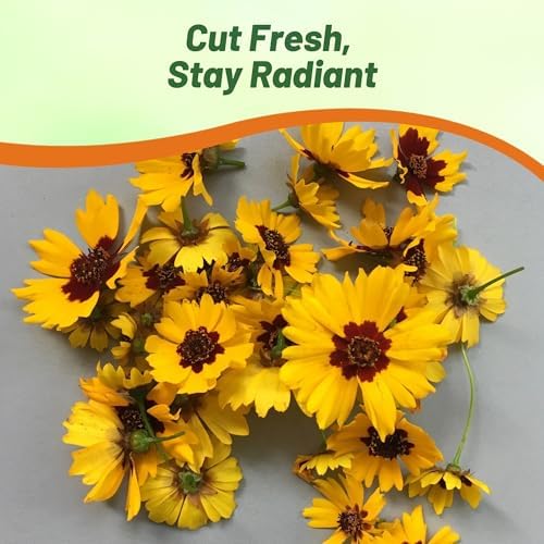 Outsidepride Plains Coreopsis Seeds - 5000 Pcs. Annual, Drought & Humidity Tolerant, Flower Seeds for Planting Vibrant Bicolored Blooms, Ideal for Xeriscaping and Low Maintenance Gardens (Pack of 2) - Image 6