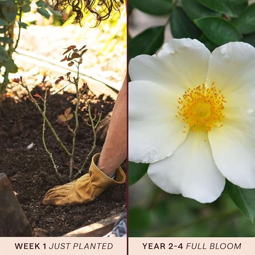 Heirloom Climbing Roses, Live Own Root Plant, Mermaid - Image 3
