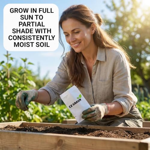 Broadleaf Mustard Seeds to Plant | 100 Seeds | Spicy Green Leafy Vegetable - Image 4
