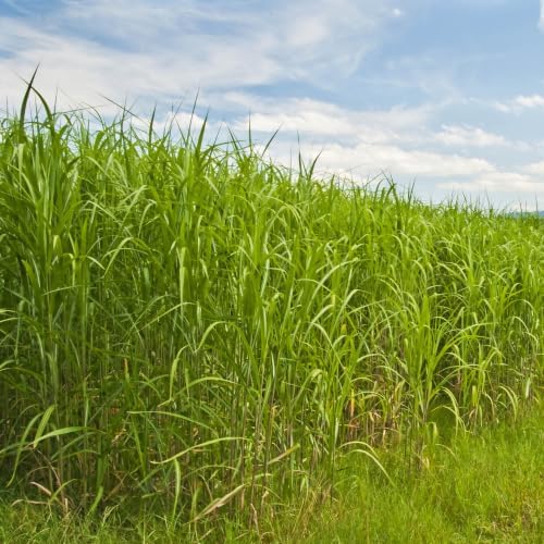 Outsidepride Switchgrass Seed - 25 lbs. Perennial Hardy, Drought & Flood Tolerant Native Grass Seed Ideal Fast-Growing Grasses for Erosion Control, Wildlife Forage & Food Plots, Thrives in Poor Soil - Image 2