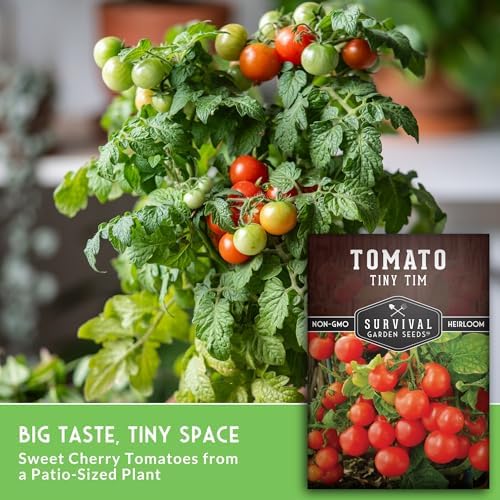 Tiny Tim Tomato Seeds - Survival Garden Seeds (3 Pack) - Image 5