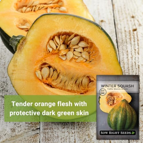 Sow Right Seeds - Table Queen Acorn Squash Seed for Planting Vegetables - Image 5