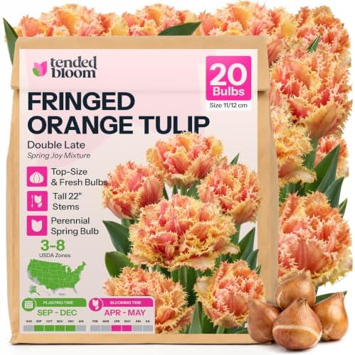 20 Brisbane Tulip Bulbs, Double Fringed Peach Flowers by Unknown