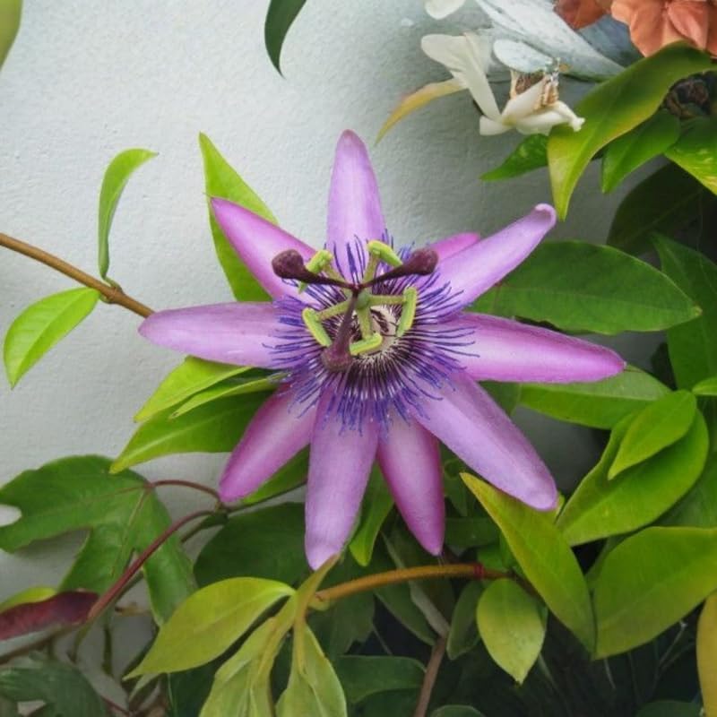 2 Lavender Passiflora Plants, Colorful Passion Flower Vines, 4-7'' Tall - Image 3