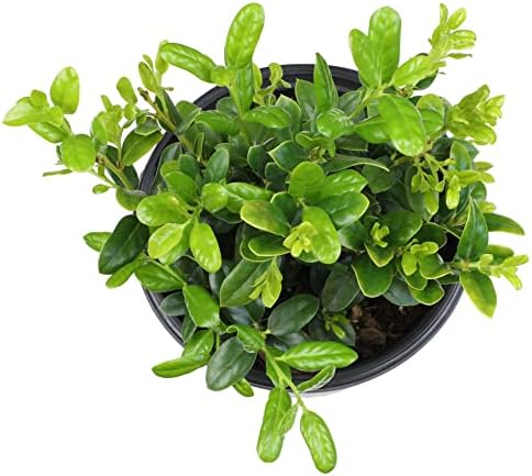 Burford Shrub (1G), Flowering Shrubs Privacy Trees for Planting, Live Plants in Planters for Outdoor Plants, Ilex Plant Live Plant Outdoor Garden Decor, Potted Plants Live Tree by Plants for Pets - Image 2