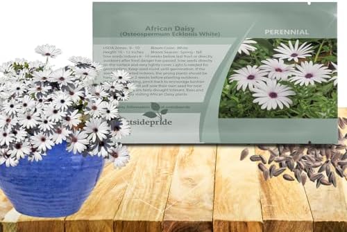 Outsidepride White Osteospermum African Daisy Seeds - 250 Pcs. Perennial Flower Seeds for Planting Outdoors with Long-Lasting Blooms, Drought-Tolerant, Easy to Grow for Sunny Gardens & Borders by Outsidepride