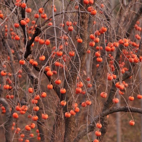 Persimmon Tree Live Plant, 6-12 Inch Tall Plant Well Rooted in Quart Pot - Image 4