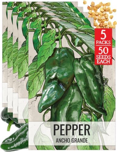 Seed Needs Ancho Grande Pepper Seeds to Plant Vegetables - 5 Packs by SeedNeeds
