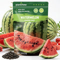 40 Heirloom Crimson Sweet Watermelon Seeds for Planting – Large Sweet Melon, High Germination, Fast-Growing, Ideal for Home Garden & Field by PLANTMEW