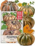Seed Needs Pumpkin Seeds to Plant Fairytale Pumpkins (Bulk) by SeedNeeds