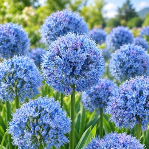 10 Blue Allium Caeruleum Bulbs – Sky Blue Globe Flowers for Planting by CZGrain