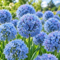 50 Allium Caeruleum Bulbs – Blue Globe Flowers for Mass Planting by CZGrain