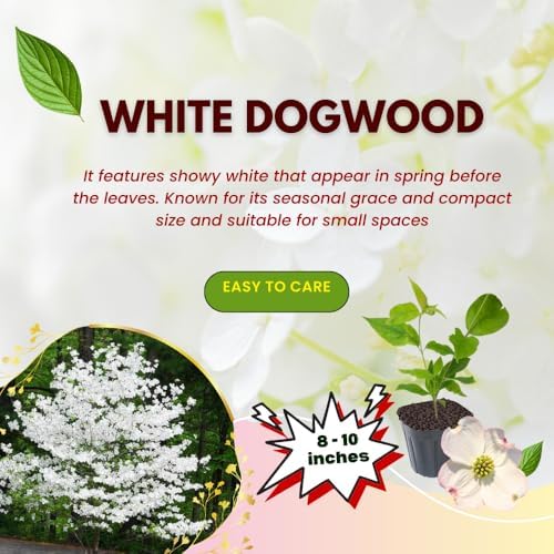 White Dogwood Tree Live Plant, Flowering Tree, 8-10 Inch Tall, Quart Pot - Image 5