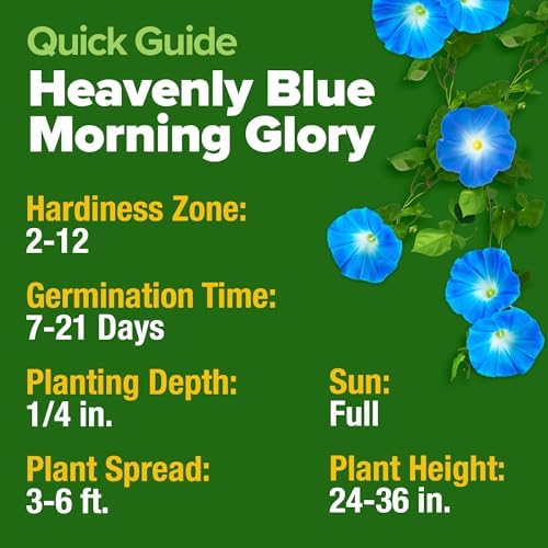 HOME GROWN Heavenly Blue Morning Glory Seeds, 150 Seeds, Ipomoea tricolor - Image 5