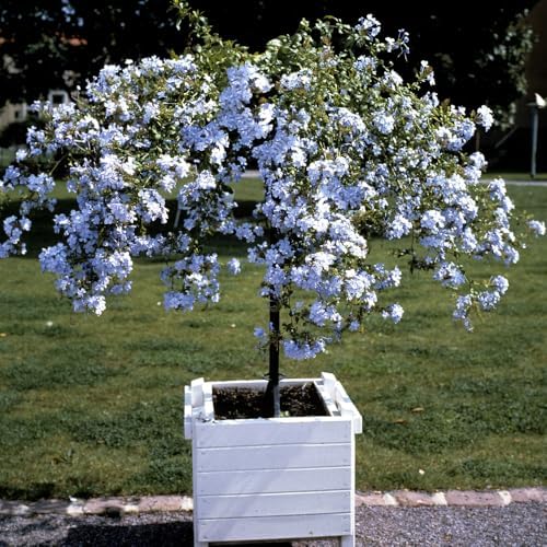 Blue Plumbago Live Plant in 4" Pot - 4-6 Inch Tall, 2 Plants Per Pot - Image 3