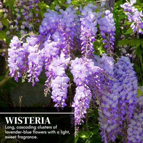 10 Chinese Wisteria Seeds | Wisteria Sinensis Purple Flowering Vine Seeds - Image 5