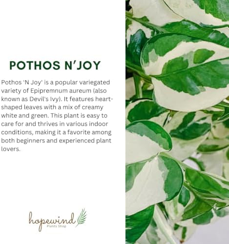 Pothos N’Joy Live Indoor Plant, 4 inch Pot, Variegated White and Green Leaves - Easy to Care for - Perfect for Indoor and Outdoor Home Decor, Office, and Gift- Pot Included - Image 3