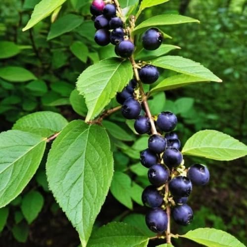 2 Black Huckleberry Bushes Live Plants, Cold Hardy Berry, 4 Inch Pot - Image 5