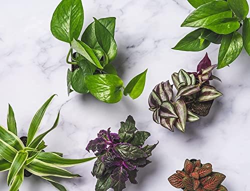 Altman Plants Live Houseplants (6PK), Indoor Plants for Delivery Prime, Live Plants and Gardening Gifts for Plant Lovers, Planters for Indoor Plants with Potting Soil, Live House Plants Indoors Live - Image 4