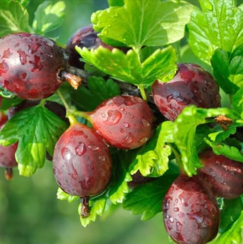 Red Gooseberry Plant - 6-12" Tall Live Plant - Image 5