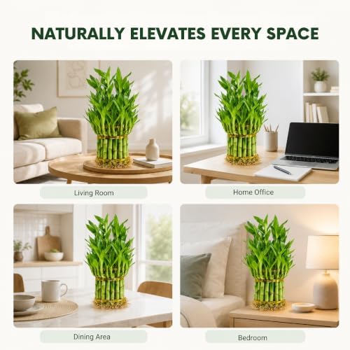 Lucky Bamboo Live Plant, 3 Layer Dracaena Sanderiana Houseplant - Image 5