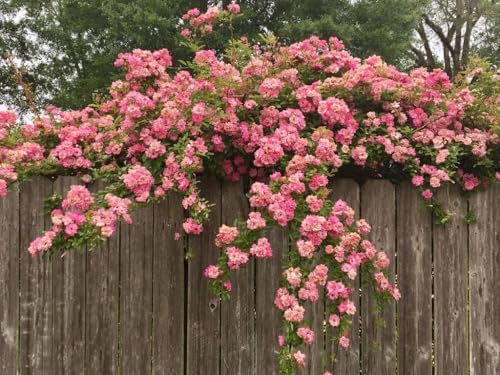 Peggy Martin Climbing Rose - Live Plant - (1 QT) - Image 6