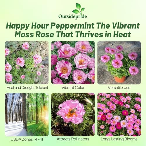 Outsidepride Peppermint Moss Rose Seeds - 250 Pcs Annual, Drought & Heat Tolerant, Pollinator Friendly Ground Cover Seeds for Planting w/Vibrant Blooms & Succulent Foliage, Ideal for Xeriscaping - Image 2