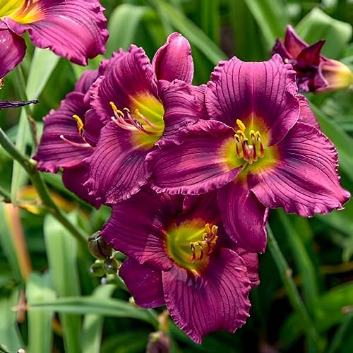 Votaniki Little Grapette Daylily Bare Root - Perennial Daylily, Long Lasting Blooms, Captivating Garden Addition | Outdoor Gardening Daylily Flower Plants (2 Pack) by Votaniki